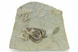 Fossil Crinoid Plate (Three Species) with Coral - Indiana #325646-3